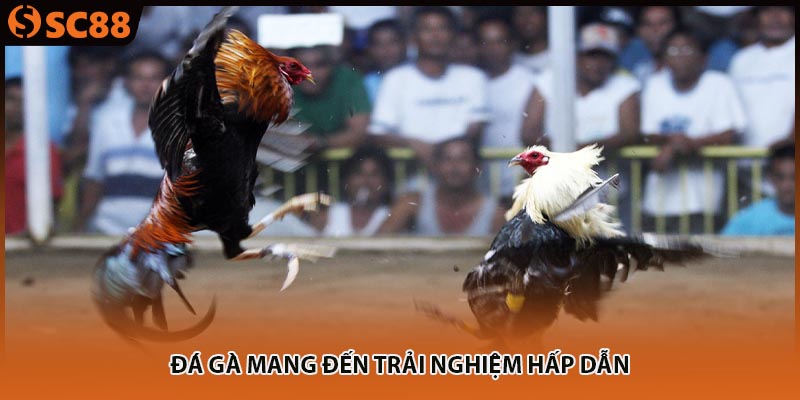 Đá gà mang đến trải nghiệm hấp dẫn